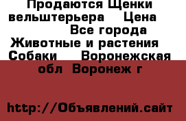 Продаются Щенки вельштерьера  › Цена ­ 27 000 - Все города Животные и растения » Собаки   . Воронежская обл.,Воронеж г.